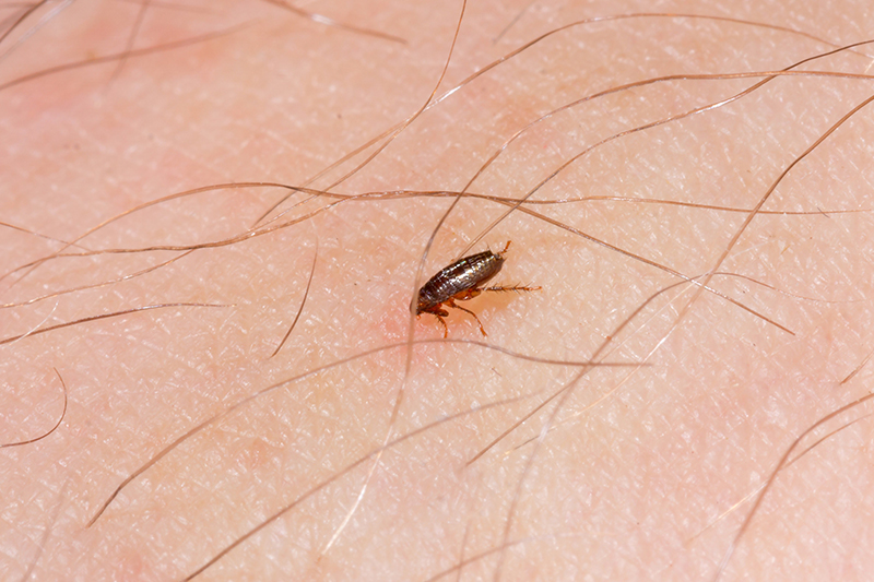 Flea Pest Control in Lambeth Greater London